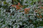 Nandina domestica Thunberg