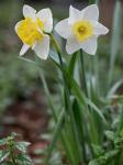 Narcissus ×incomparabilis P. Mill. (pro sp.)