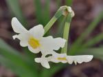 Narcissus ×medioluteus P. Mill.