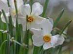 Narcissus poeticus L.