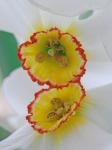 Narcissus poeticus L.