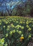 Narcissus pseudonarcissus L.