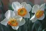 Narcissus tazetta L.