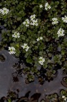 Nasturtium officinale R. Brown