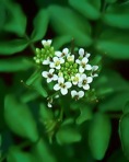 Nasturtium officinale R. Brown