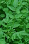 Nasturtium officinale R. Brown