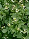 Nasturtium officinale R. Brown