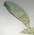 Neckera pennata Hedwig
