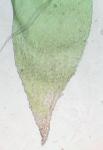 Neckera pennata Hedwig