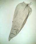 Neckera pennata Hedwig