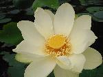 Nelumbo lutea Willd.