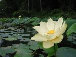 Nelumbo lutea Willd.