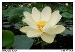Nelumbo lutea Willd.