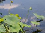 Nelumbo lutea Willd.