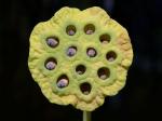 Nelumbo lutea Willd.