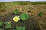 Nelumbo lutea Willd.