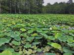 Nelumbo nucifera Gaertner