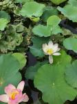 Nelumbo nucifera Gaertner