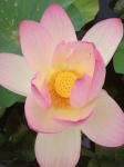 Nelumbo nucifera Gaertner