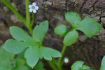 Nemophila aphylla (L.) Brummitt