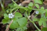 Nemophila aphylla (L.) Brummitt