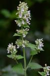 Nepeta cataria L.