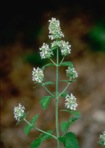 Nepeta cataria L.