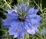 Nigella damascena L.