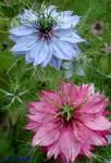 Nigella damascena L.