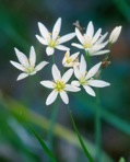 Nothoscordum bivalve (L.) Britt.