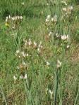 Nothoscordum gracile (Dryander) Stearn