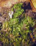 Notothylas orbicularis (Schwein.) Sull.