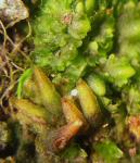 Notothylas orbicularis (Schwein.) Sull.