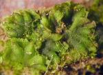 Notothylas orbicularis (Schwein.) Sull.