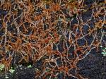 Nowellia curvifolia (Dicks.) Mitt.
