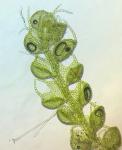 Nowellia curvifolia (Dicks.) Mitt.