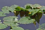 Nuphar advena (Ait.) Ait.f.