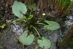 Nuphar advena (Ait.) Ait.f.