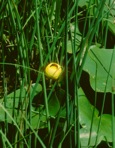 Nuphar advena (Ait.) Ait.f.