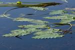 Nuphar sagittifolia (Walter) Pursh