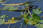 Nuphar sagittifolia (Walter) Pursh