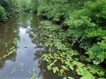 Nuphar sagittifolia (Walter) Pursh