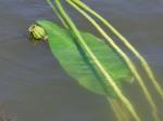 Nuphar sagittifolia (Walter) Pursh
