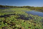 Nuphar sagittifolia (Walter) Pursh