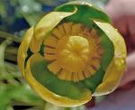 Nuphar sagittifolia (Walter) Pursh