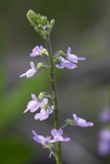 Linaria canadensis (L.) Dumont