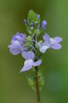 Linaria canadensis (L.) Dumont