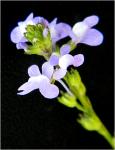 Linaria canadensis (L.) Dumont