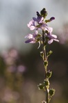 Linaria canadensis (L.) Dumont
