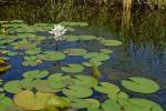 Nymphaea odorata Aiton ssp. odorata